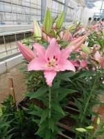 [5256 Catemaco No01.JPG]